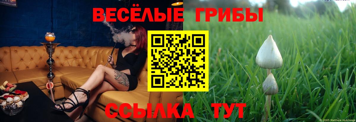 Будённовск  Галлюциногенные грибы прущие грибы  Вход с VPN 